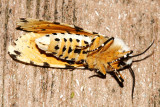 8131 - Salt Marsh Moth - Estigmene acrea