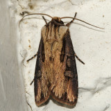 10659 - Voluble Dart - Agrotis volubilis