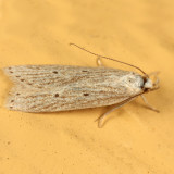2267 - Helcystogramma fernaldella