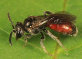 Sphecodes davisii