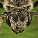 Sphecodes aroniae