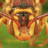 Nomada luteoloides