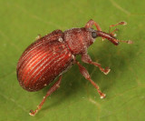 Pseudanthonomus validus