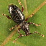 Stomodes gyrosicollis