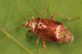 Lygus sp.