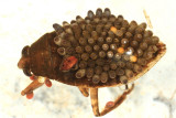 Belostoma sp. (carrying eggs)