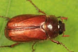 Phyllophaga longispina