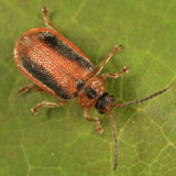 Purple loosestrife Beetle - Neogalerucella calmariensis