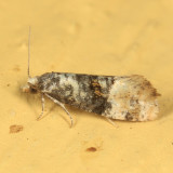 3778 - Cochylis nana