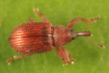 Pseudanthonomus validus