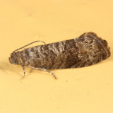 3428 - Cherry Fruitworm Moth - Grapholita packardi