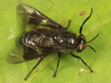 Chrysops ater