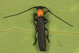 Raspberry Cane Borer - Oberea affinis