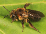 Andrena nivalis