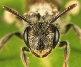 Andrena ziziae