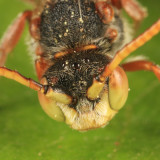 Nomada sp.