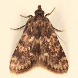 5517 - Stored Grain Moth - Aglossa caprealis