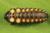 Chrysomela knabi (larva)