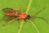 Theronia hilaris (male)