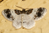 7420 - Hydrelia condensata