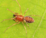 Emblyna sublata