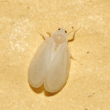 Whitefly - Aleyrodidae