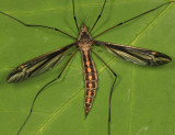 Tipula caloptera (female)
