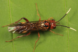 Taxonus terminalis (female)
