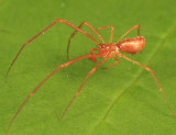 Neospintharus trigonum (male)