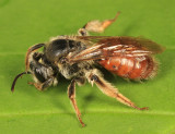 Andrena erythrogaster