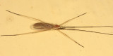 Molophilus sp.