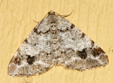 6343 - Macaria sexmaculata