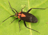 Taedia sp.