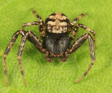 Bassaniana versicolor?