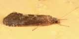 Ceraclea transversa