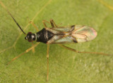 Tupiocoris rhododendri