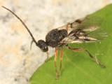 Amphibolips quercusspongifica