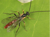 Homaspis sp.