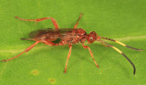 Polytribax pallescens (female)