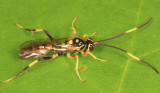Cratichneumon paratus (male)