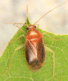 Neolygus hirticulus