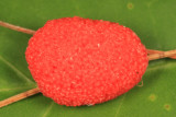 Tubifera ferruginosa (Raspberry Slime Mold)