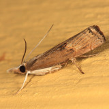 5451 - Bluegrass Webworm Moth - Parapediasia teterrella
