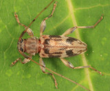 Urgleptes signatus