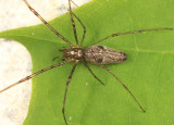 Tetragnatha versicolor (female)