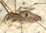 Tetragnatha versicolor (female)