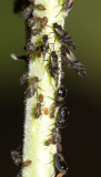 Poplar Leaf Aphid - Chaitophorus populicola