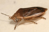 Chlorochroa saucia