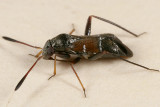 Pilophorus strobicola