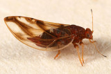 Phylloplecta tripunctata (female)
